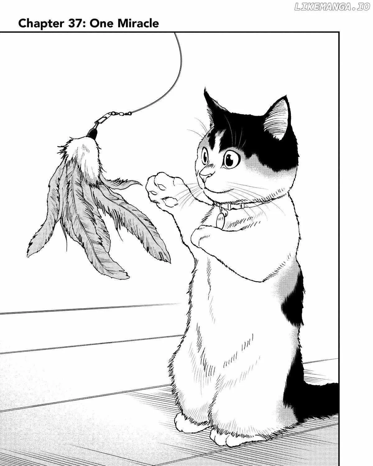 A Gamer Living with a Cat Chapter 37 page 1 - 