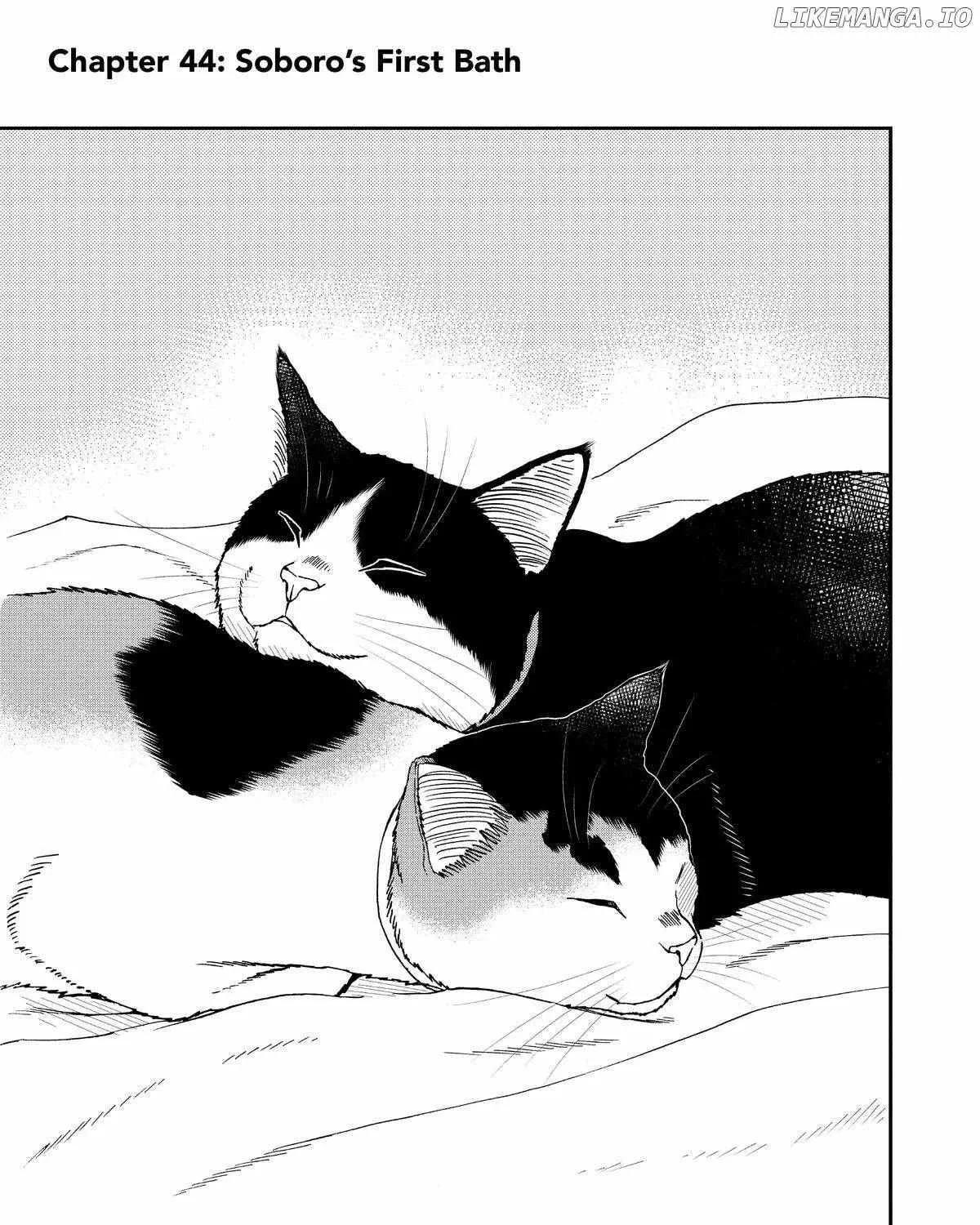 A Gamer Living with a Cat Chapter 44 page 2 - 