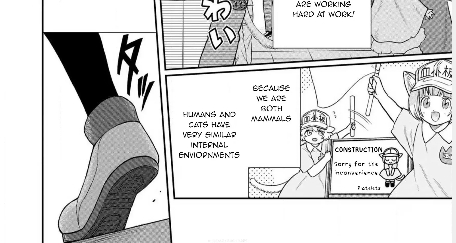Cells at Work! Cat Chapter 1 page 20 - 