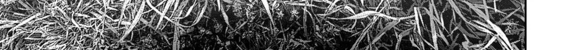 Freak Island Chapter 130 page 38 - 