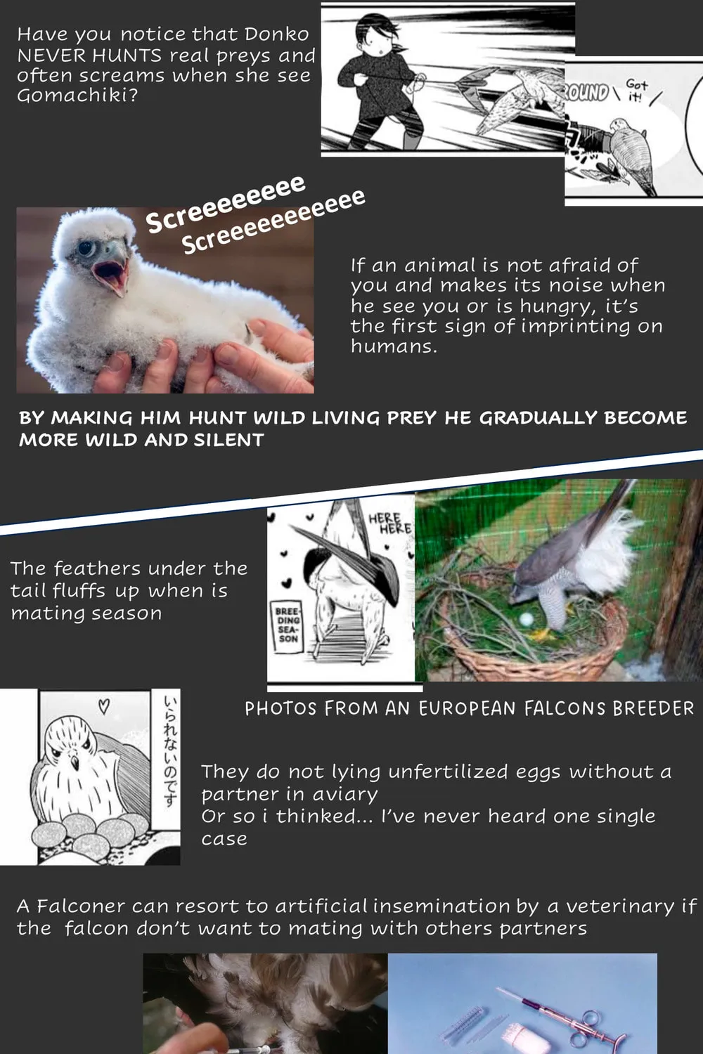Hawk Master, It's Hunting Time! Chapter 10 page 5 - 
