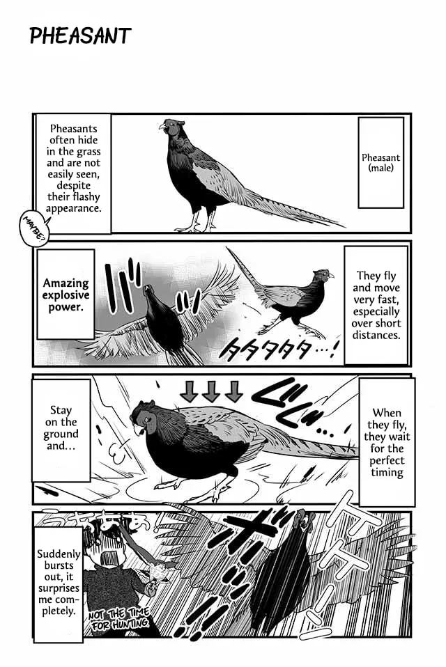 Hawk Master, It's Hunting Time! Chapter 12 page 1 - 