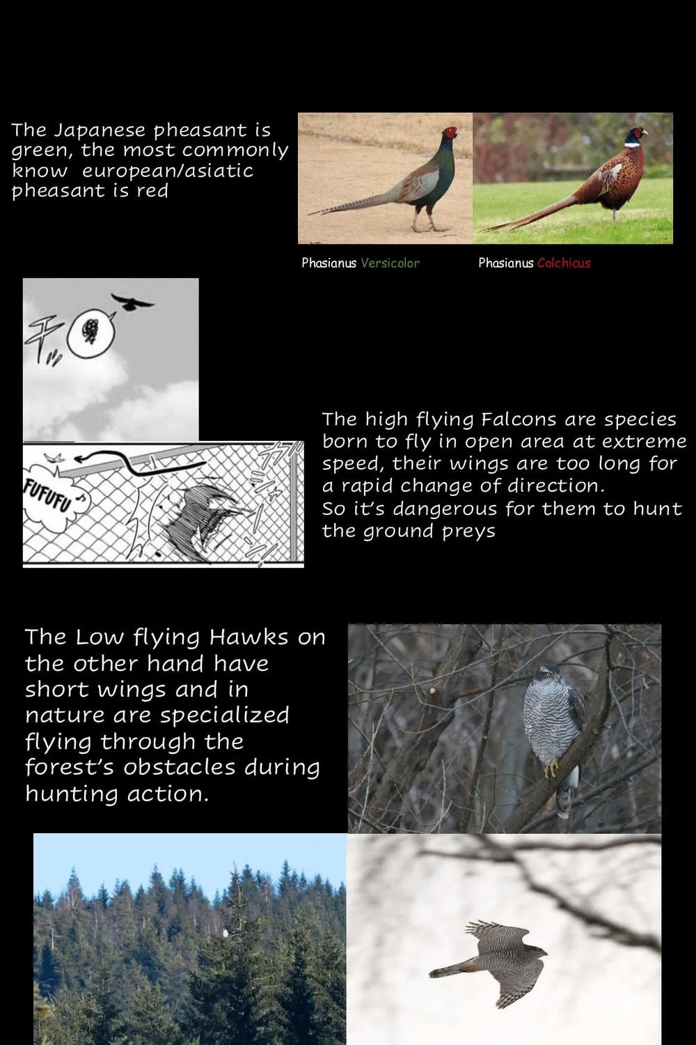 Hawk Master, It's Hunting Time! Chapter 12 page 11 - 
