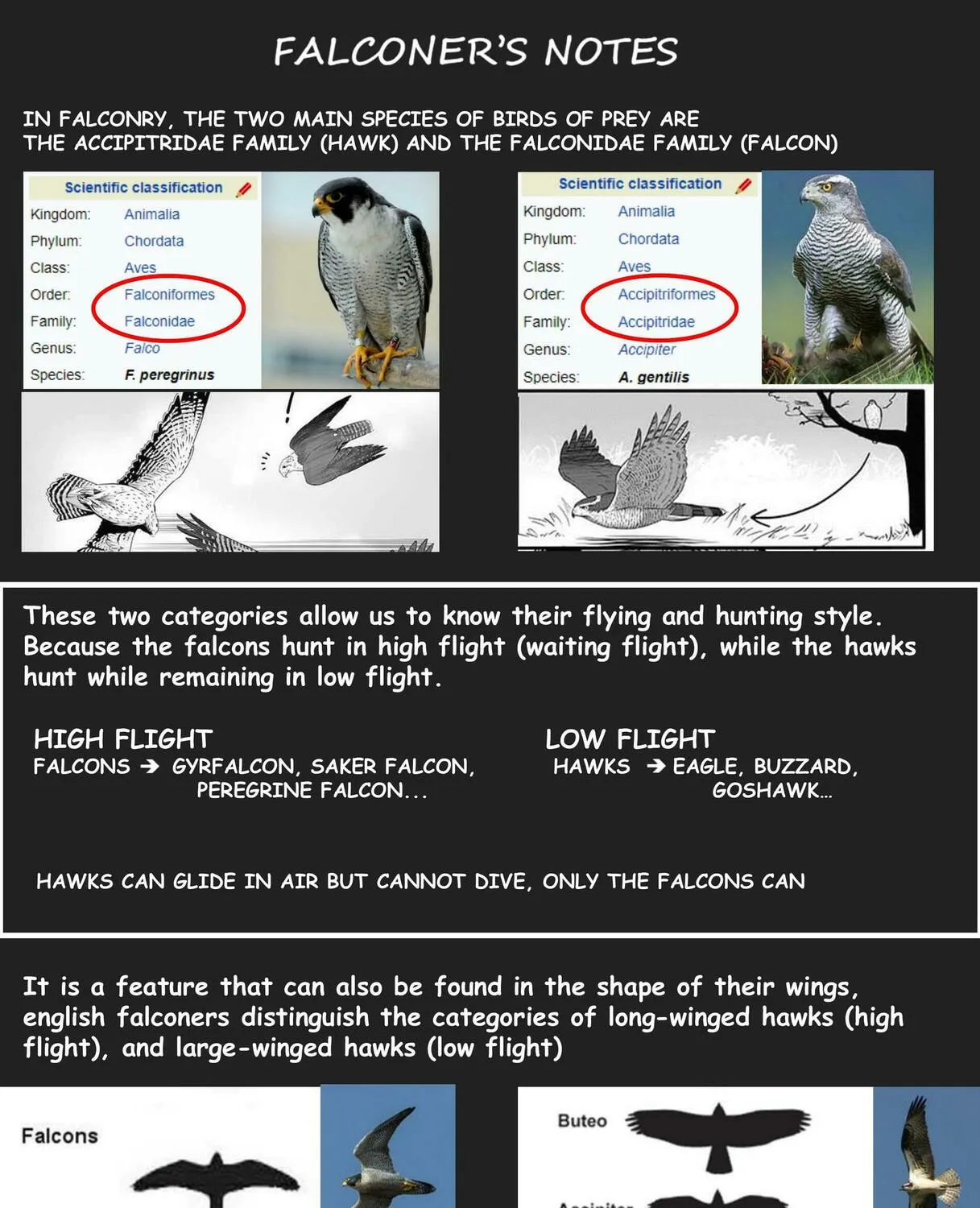 Hawk Master, It's Hunting Time! Chapter 4 page 11 - 