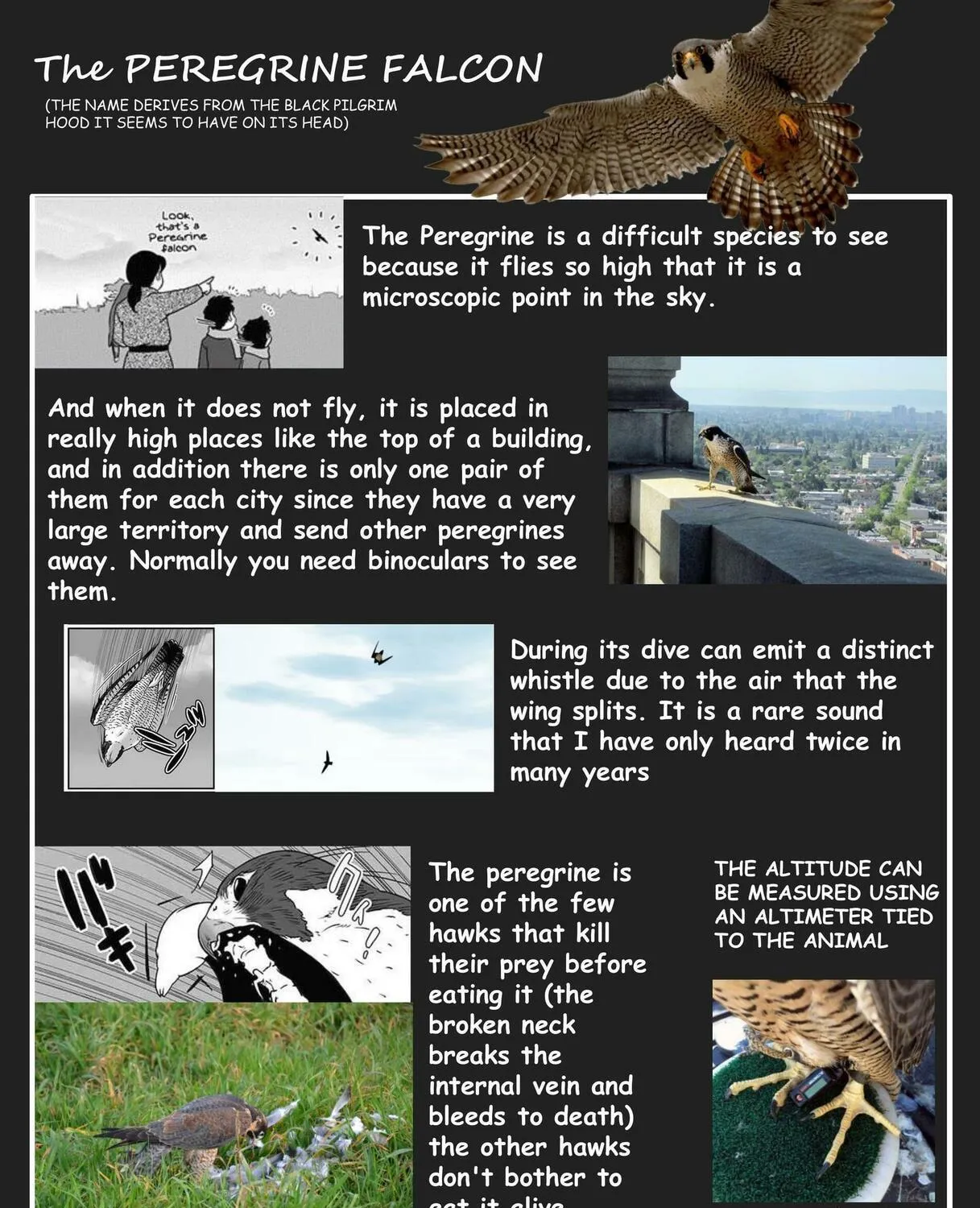 Hawk Master, It's Hunting Time! Chapter 4 page 13 - 