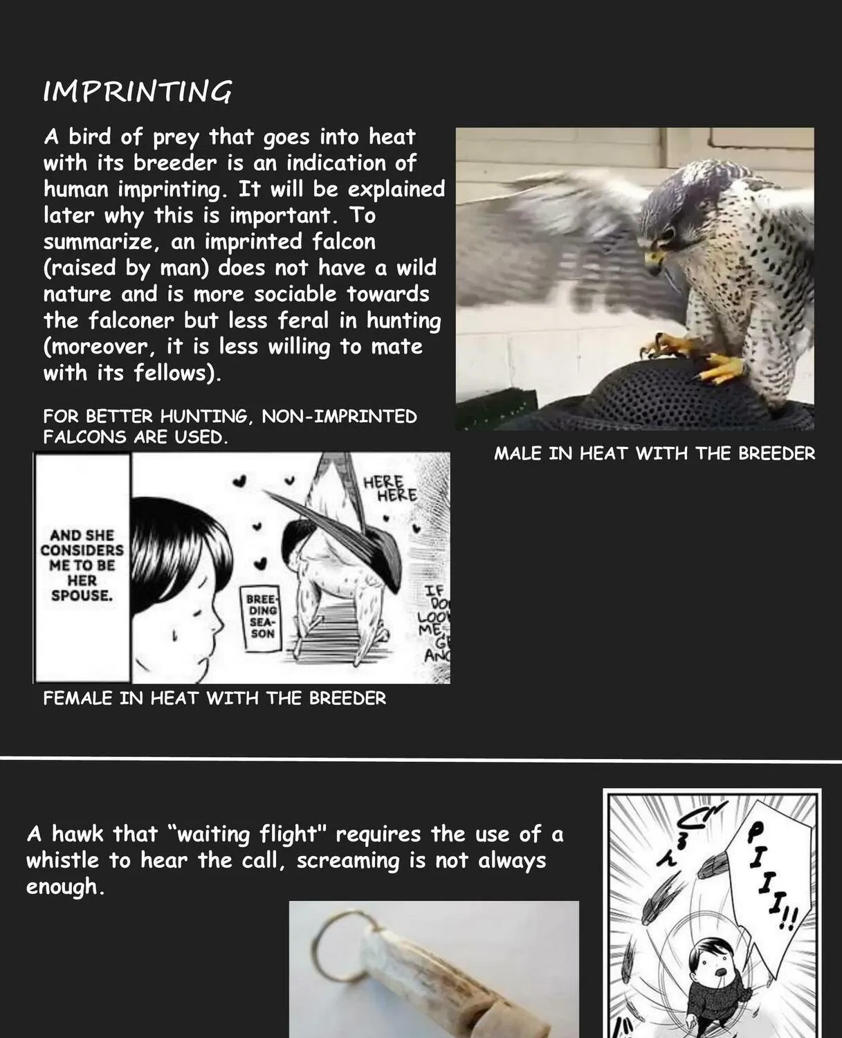 Hawk Master, It's Hunting Time! Chapter 4 page 15 - 