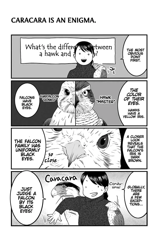 Hawk Master, It's Hunting Time! Chapter 4 page 4 - 