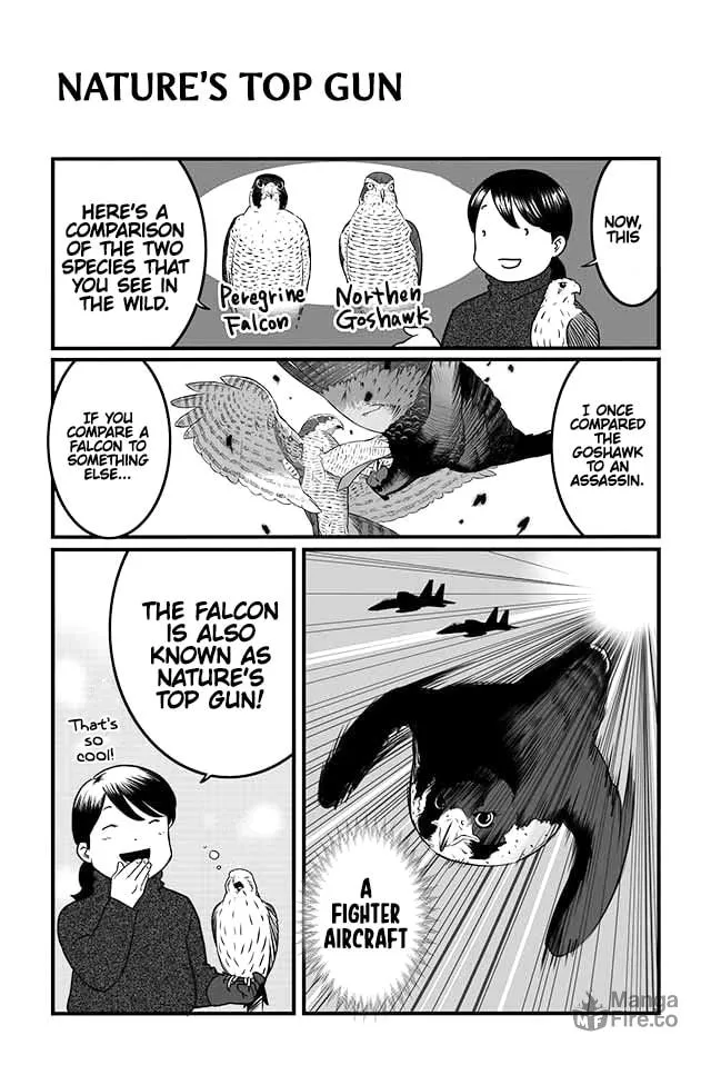 Hawk Master, It's Hunting Time! Chapter 4 page 5 - 