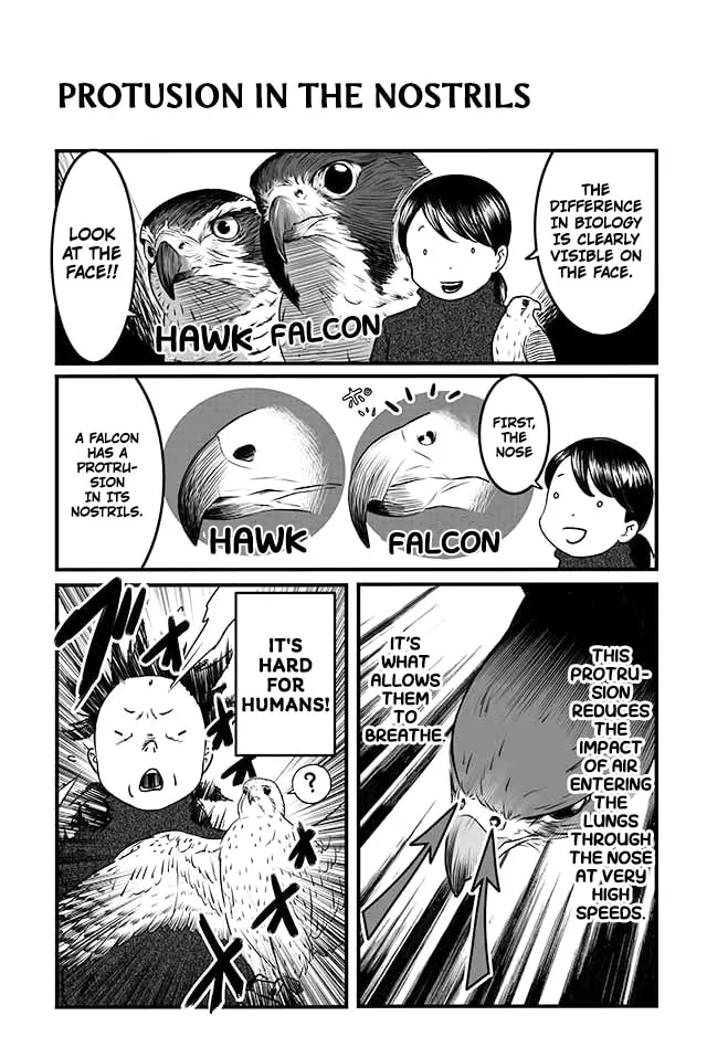 Hawk Master, It's Hunting Time! Chapter 4 page 8 - 