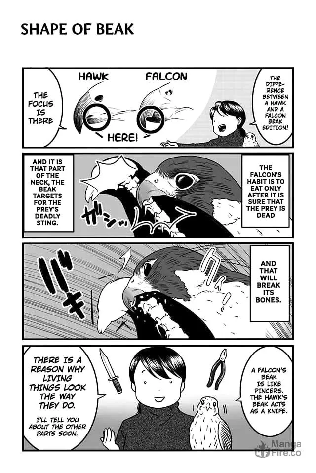 Hawk Master, It's Hunting Time! Chapter 4 page 9 - 