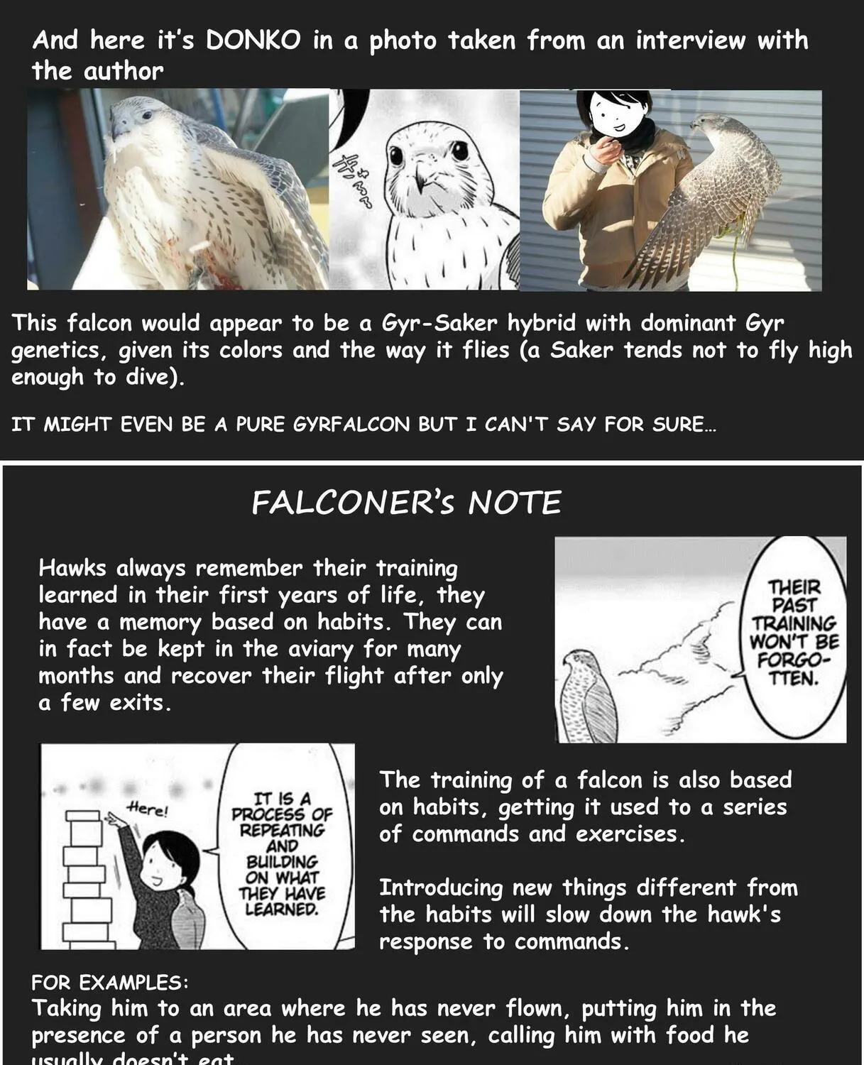 Hawk Master, It's Hunting Time! Chapter 5 page 11 - 