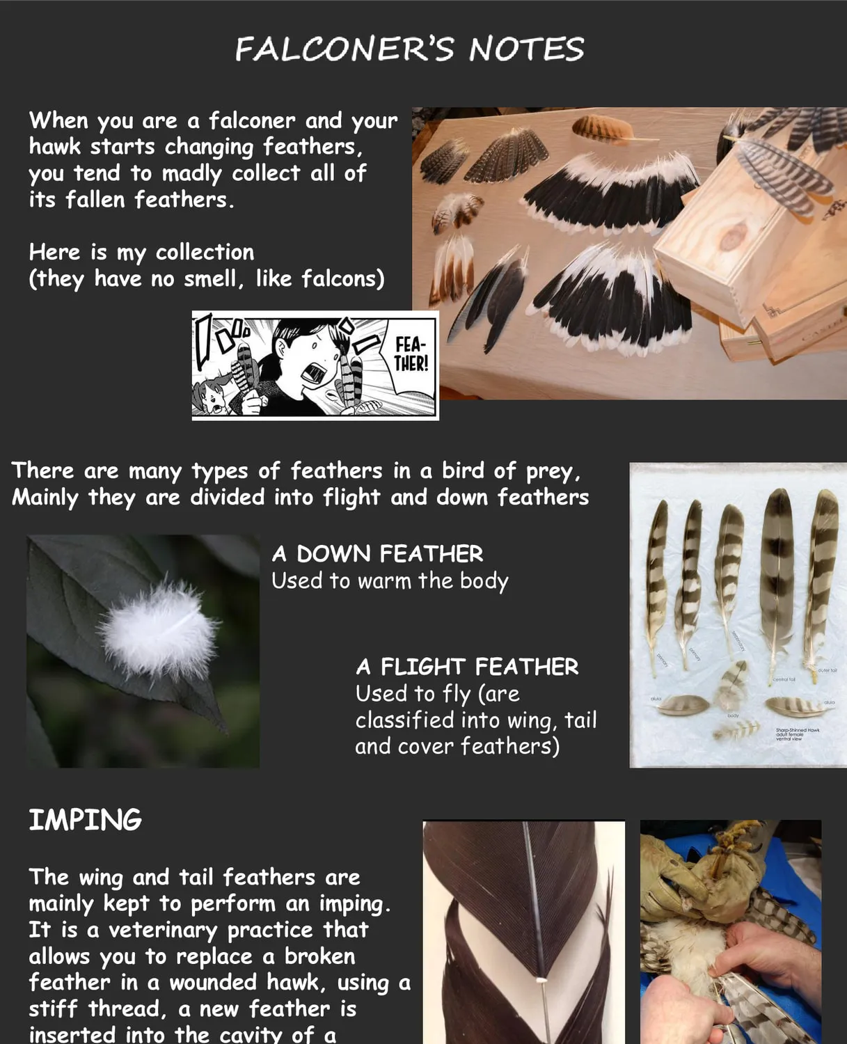 Hawk Master, It's Hunting Time! Chapter 7 page 7 - 