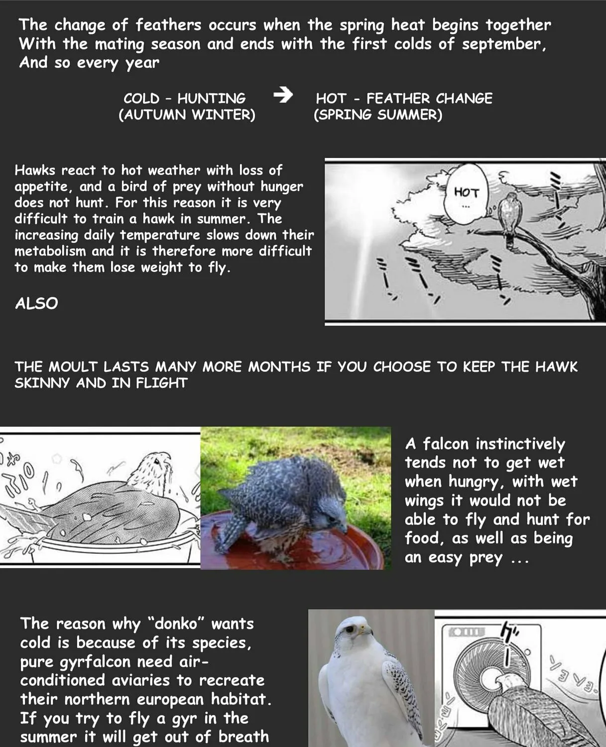 Hawk Master, It's Hunting Time! Chapter 7 page 9 - 