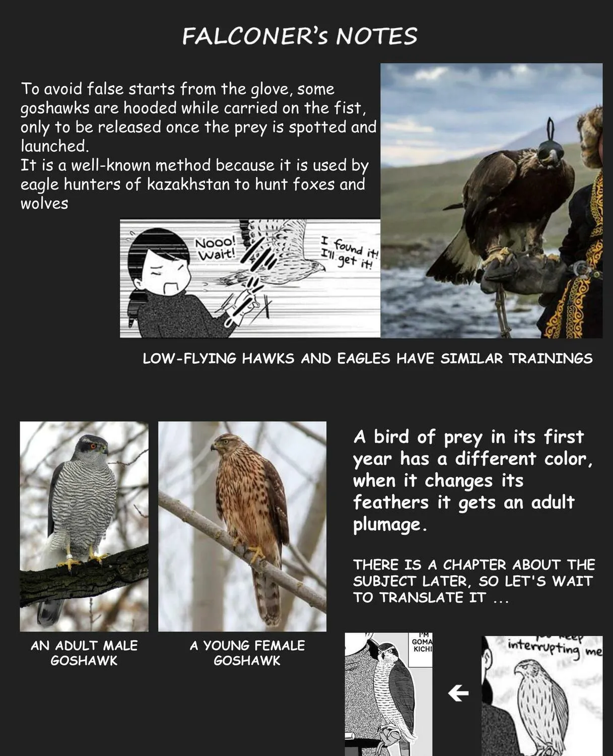 Hawk Master, It's Hunting Time! Chapter 8 page 12 - 
