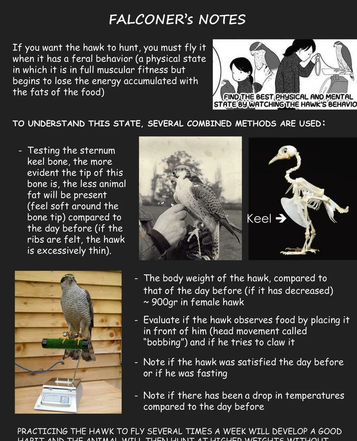 Hawk Master, It's Hunting Time! Chapter 9 page 3 - 