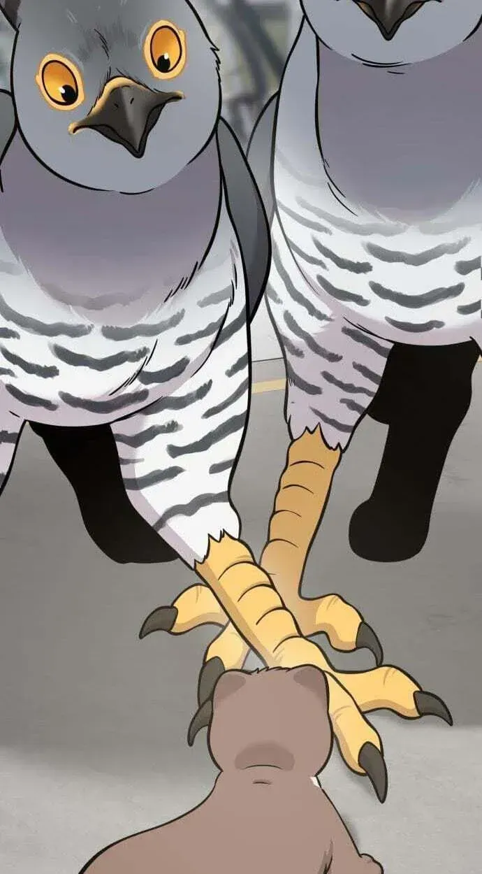 Hello, Griffin the Fluffy Bird! Chapter 50 page 89 - 