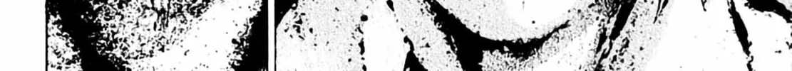 Homunculus Chapter 3 page 234 - 