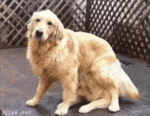 National Dog Day 2016 Chapter 20 page 12 - 