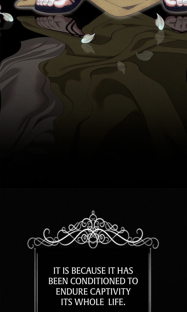 Predatory Marriage Chapter 6 page 33 - 