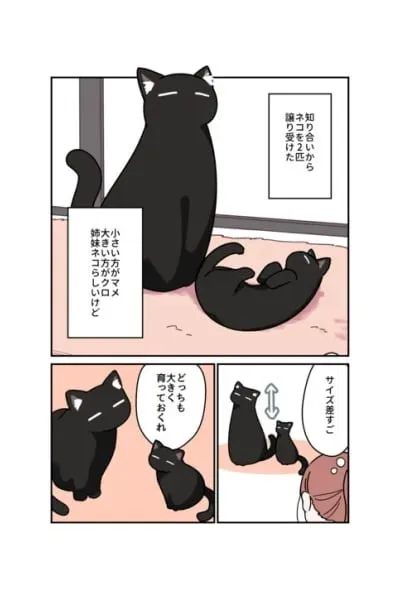 Cover of My Black Cat is a Girl