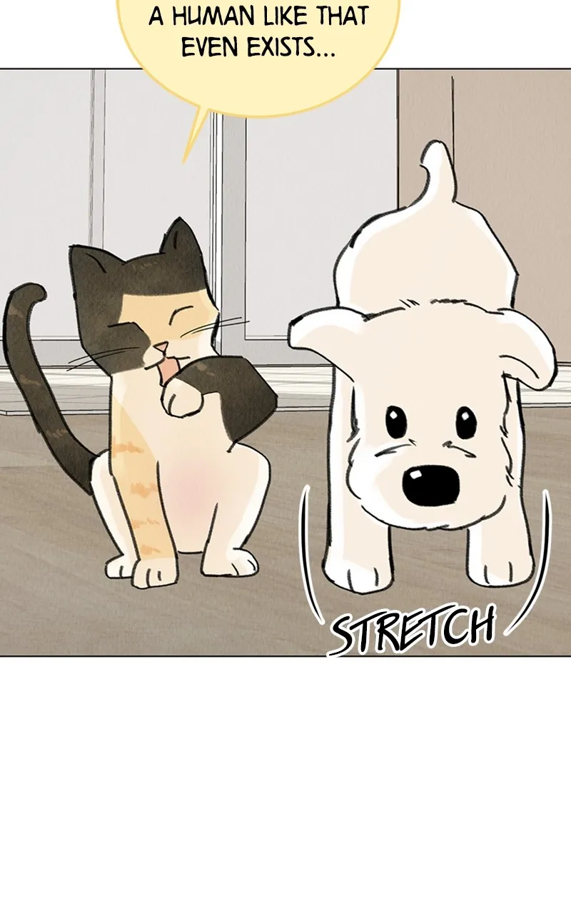 Want to See My Cat? Chapter 11 page 17 - 